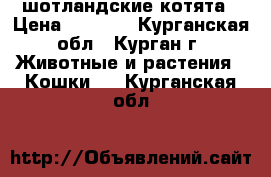 шотландские котята › Цена ­ 4 000 - Курганская обл., Курган г. Животные и растения » Кошки   . Курганская обл.